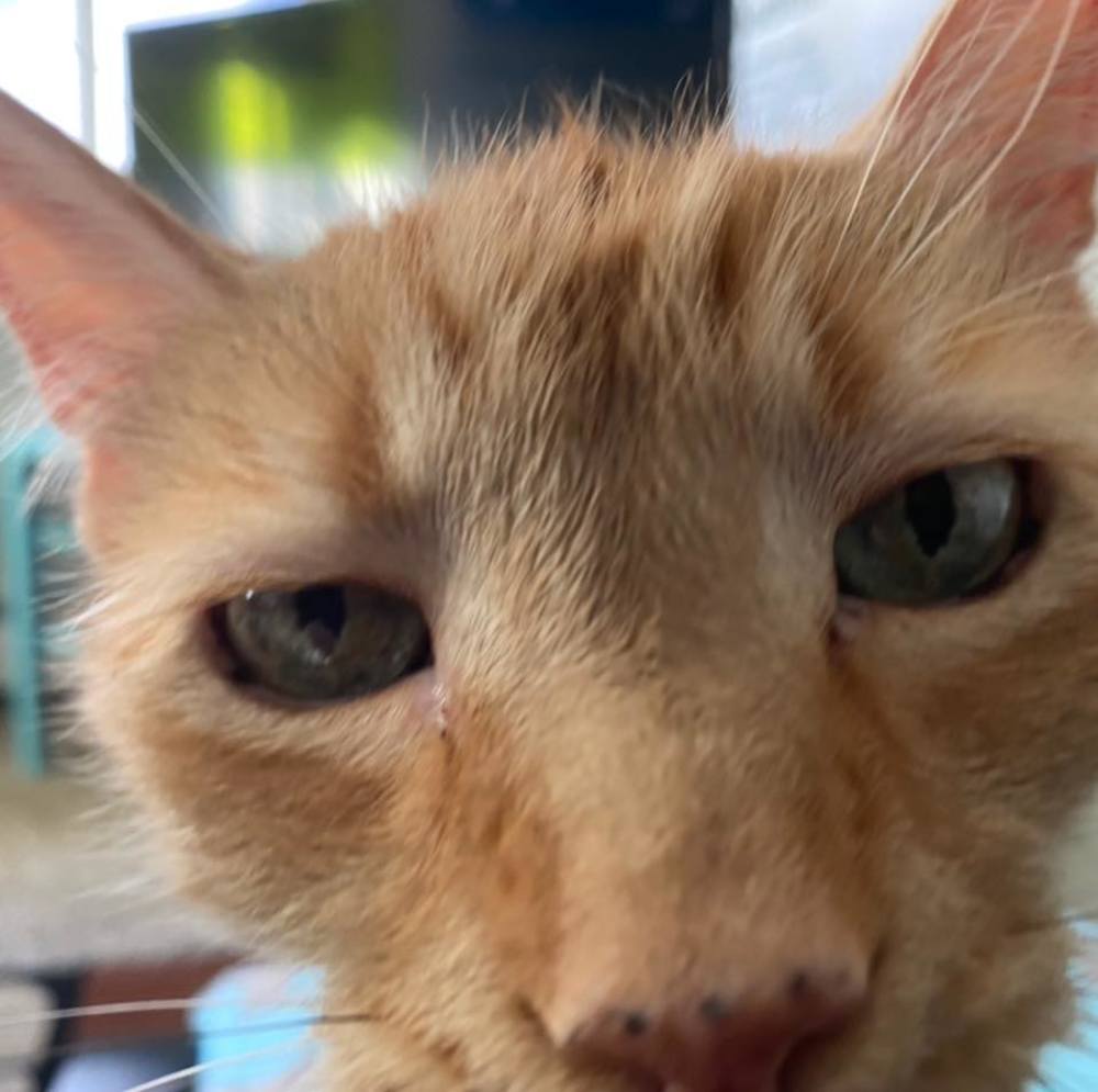 Meet your Posher, Josh